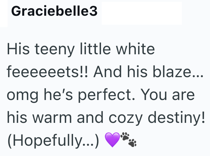 Graciebelle3 His teeny little white feeeeeets!! And his blaze... omg he's perfect. You are his warm and cozy destiny! (Hopefully...)