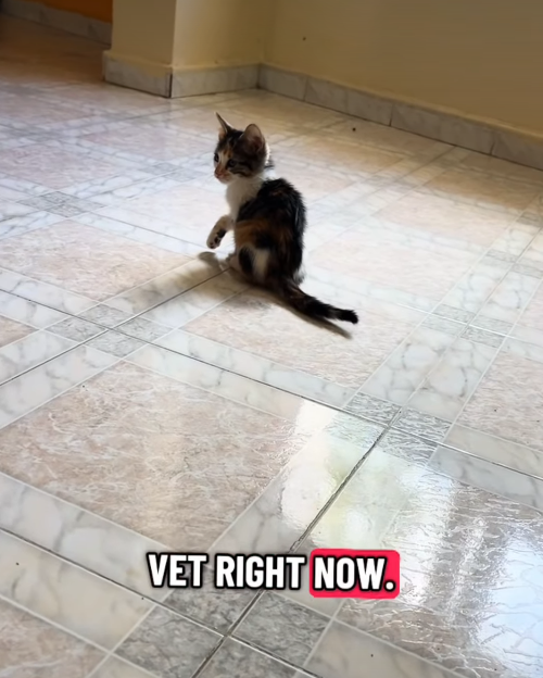 VET RIGHT NOW.