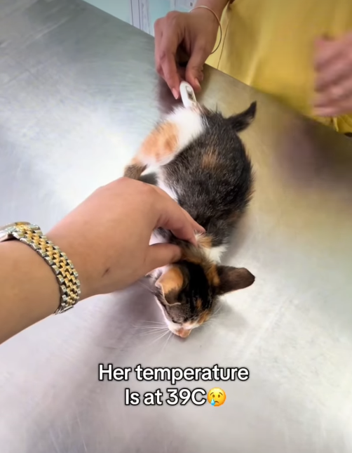 Her temperature Is at 39C