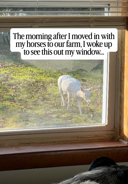The morning after I moved in with my horses to our farm, I woke up to see this out my window...