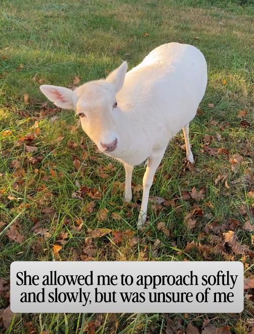 She allowed me to approach softly and slowly, but was unsure of me