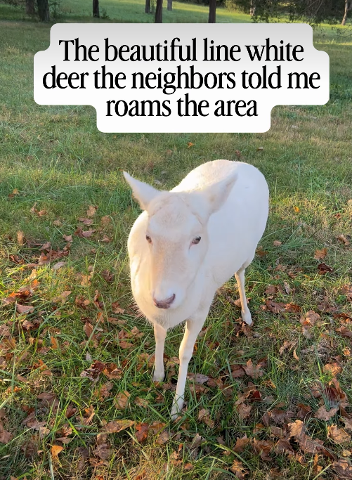 The beautiful line white deer the neighbors told me roams the area