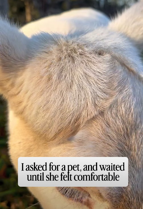 I asked for a pet, and waited until she felt comfortable