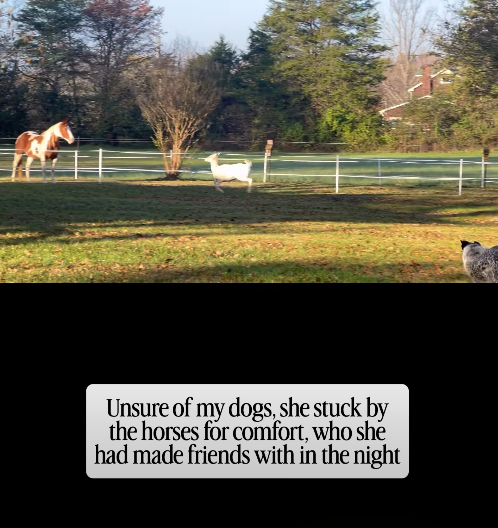 Unsure of my dogs, she stuck by the horses for comfort, who she had made friends with in the night