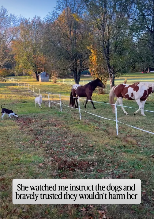 She watched me instruct the dogs and bravely trusted they wouldn't harm her