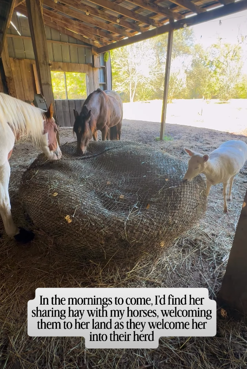 In the mornings to come, I'd find her sharing hay with my horses, welcoming them to her land as they welcome her into their herd