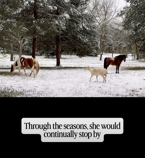 Through the seasons, she would continually stop by