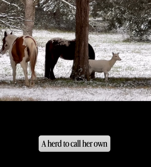 A herd to call her own