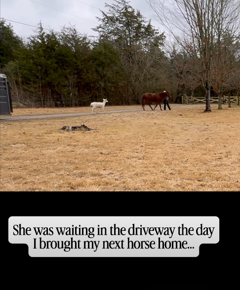 She was waiting in the driveway the day I brought my next horse home...