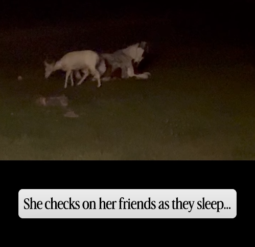 She checks on her friends as they sleep...