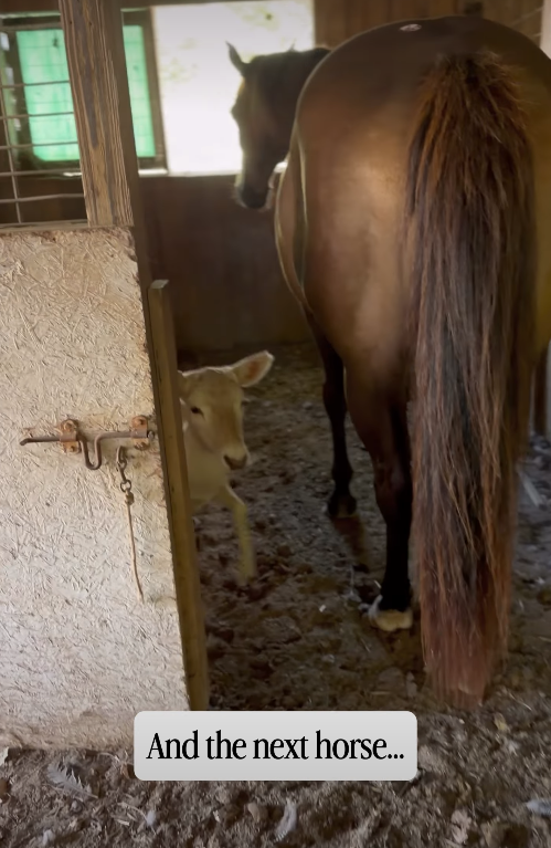 And the next horse...