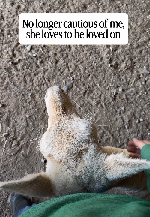 No longer cautious of me, she loves to be loved on