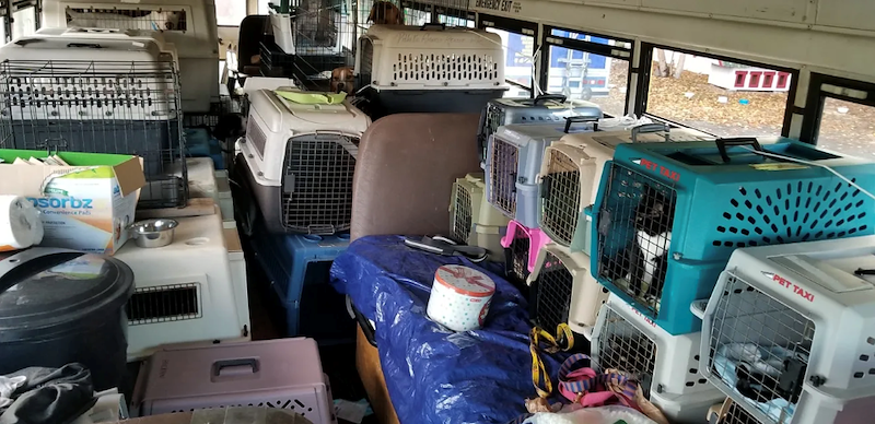 sorbz Convenience Pads ET TAXI PET TAXI