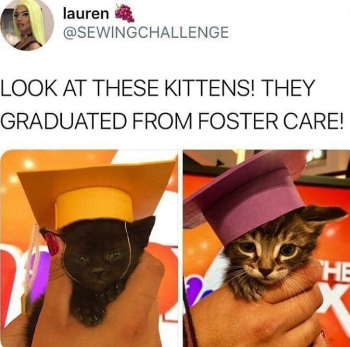 lauren @SEWINGCHALLENGE LOOK AT THESE KITTENS! THEY GRADUATED FROM FOSTER CARE! HE X