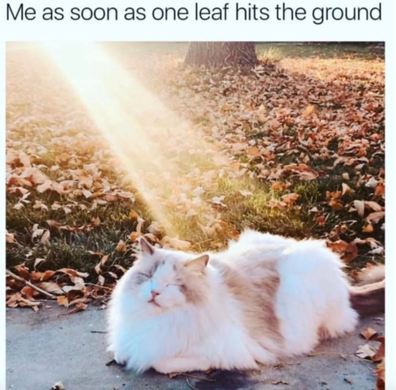 Me as soon as one leaf hits the ground