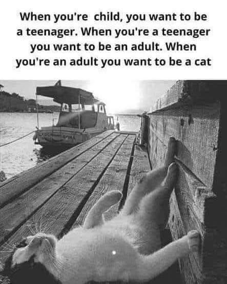 When you're child, you want to be a teenager. When you're a teenager you want to be an adult. When you're an adult you want to be a cat