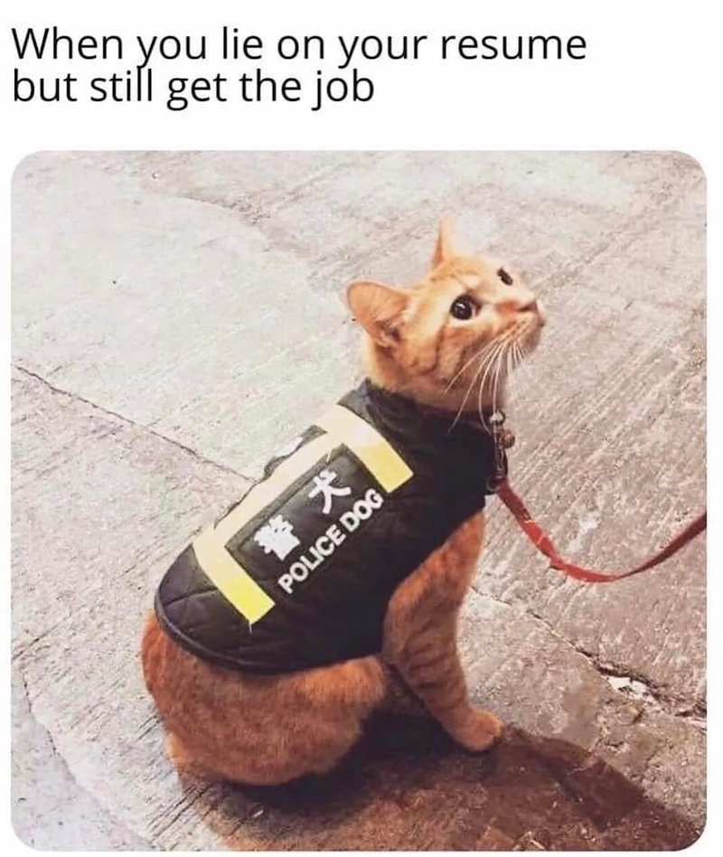 When you lie on your resume but still get the job 警犬 POLICE DOG