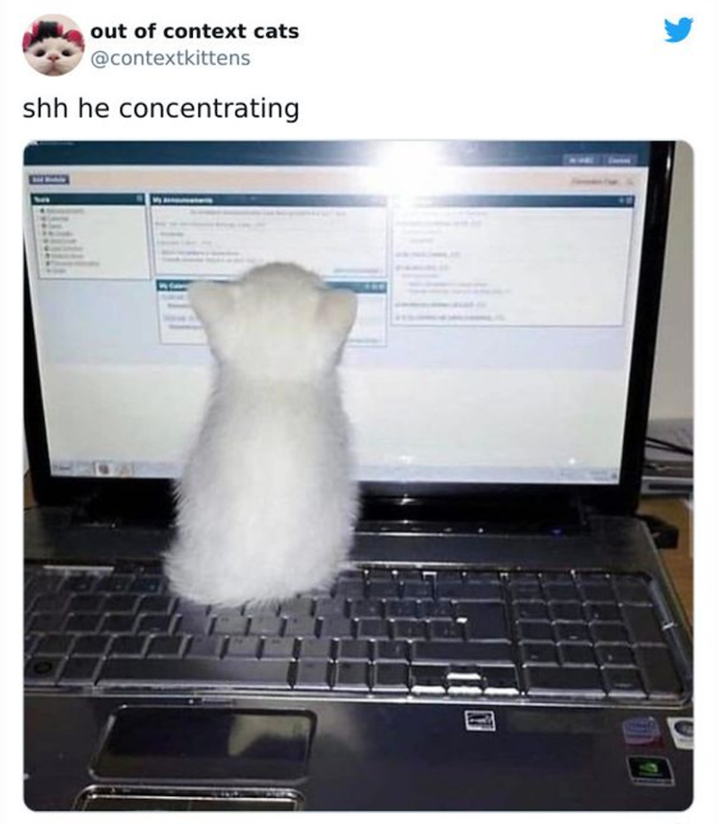 out of context cats @contextkittens shh he concentrating