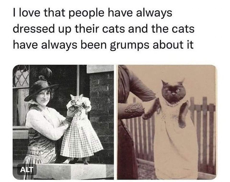 I love that people have always dressed up their cats and the cats have always been grumps about it ALT
