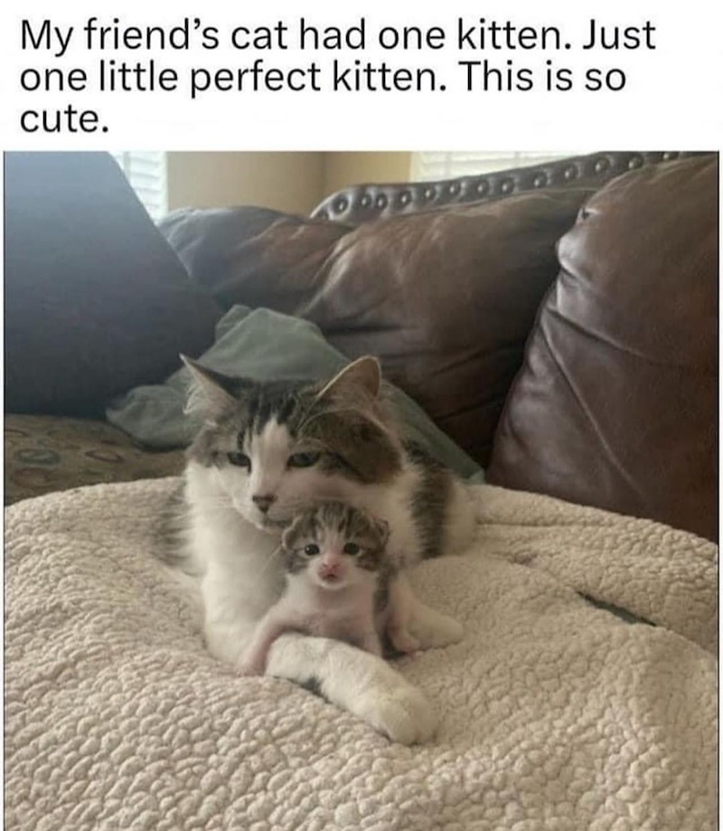 My friend's cat had one kitten. Just one little perfect kitten. This is so cute.