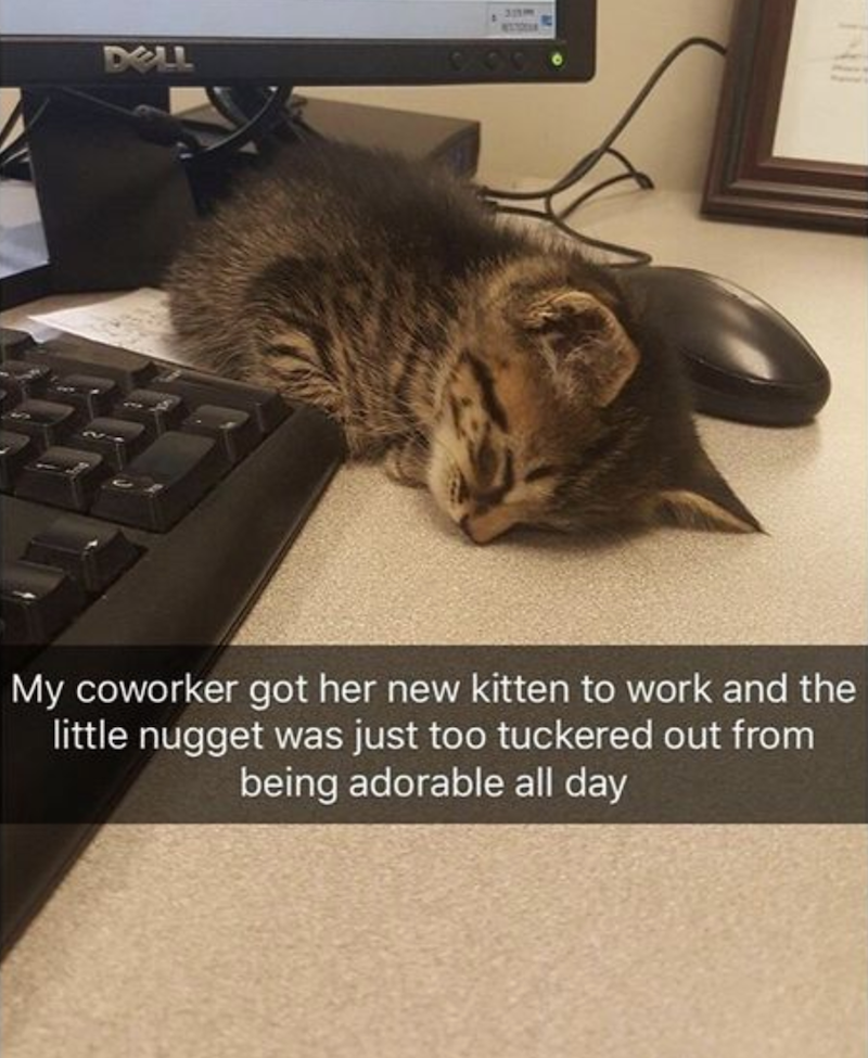 DELL My coworker got her new kitten to work and the little nugget was just too tuckered out from being adorable all day IN