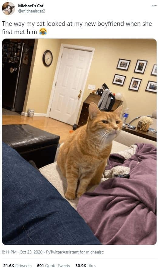 Michael's Cat @michaelscat2 The way my cat looked at my new boyfriend when she first met him 8:11 PM - Oct 23, 2020 PyTwitterAssistant for michaelsc 21.6K Retweets 691 Quote Tweets 30.9K Likes 000