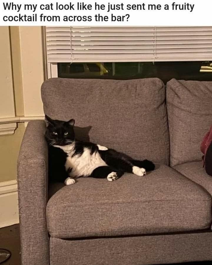 Why my cat look like he just sent me a fruity cocktail from across the bar?