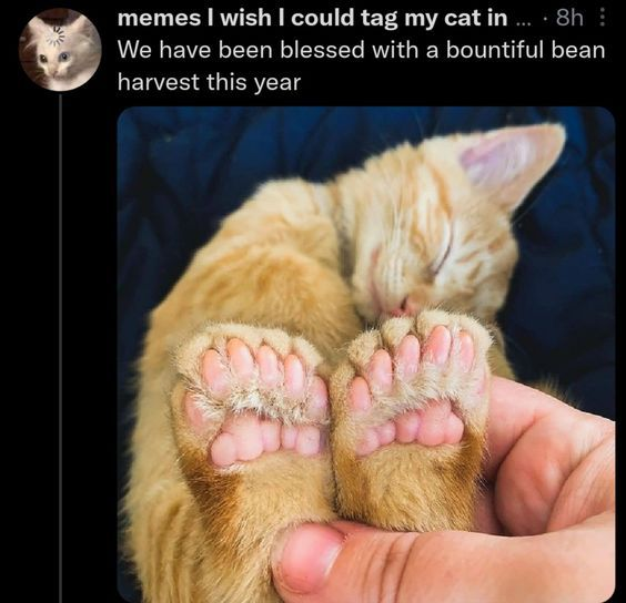 memes I wish I could tag my cat in ... . 8h We have been blessed with a bountiful bean harvest this year