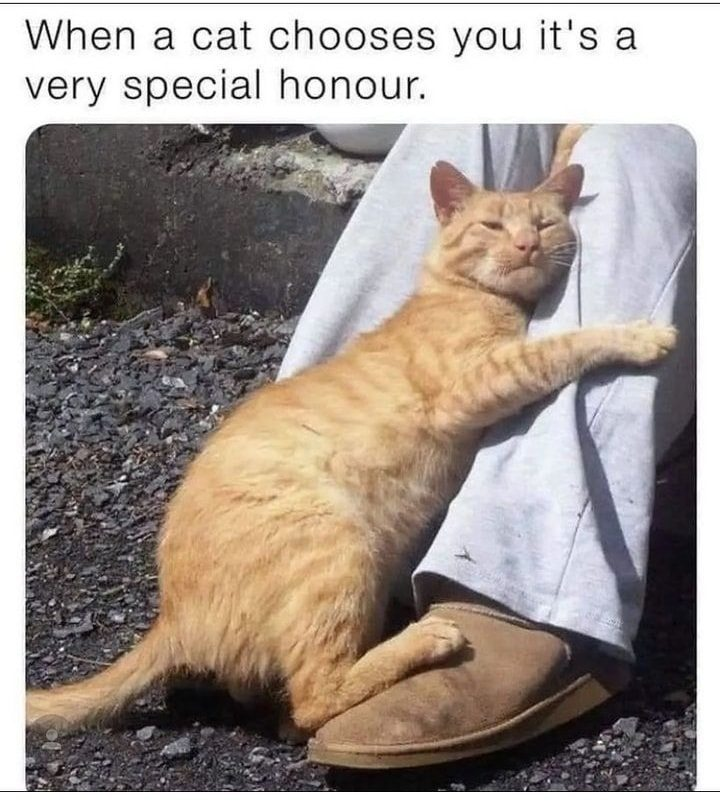 When a cat chooses you it's a very special honour.