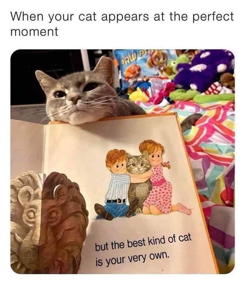 When your cat appears at the perfect moment PAW PA but the best kind of cat is your very own.