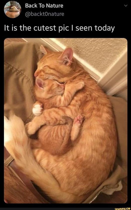 > Back To Nature @backtonature It is the cutest pic I seen today ifunny.co