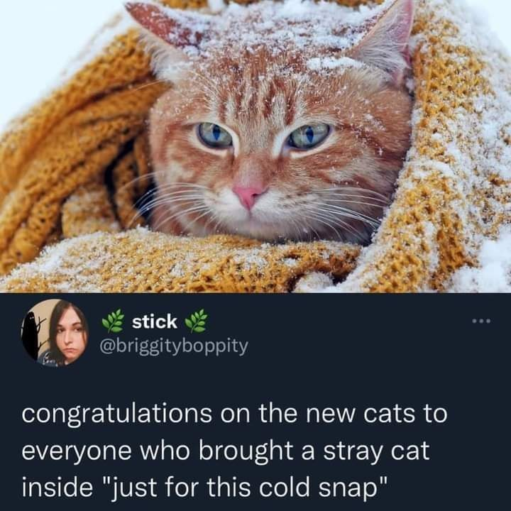 stick @briggityboppity congratulations on the new cats to everyone who brought a stray cat inside "just for this cold snap"