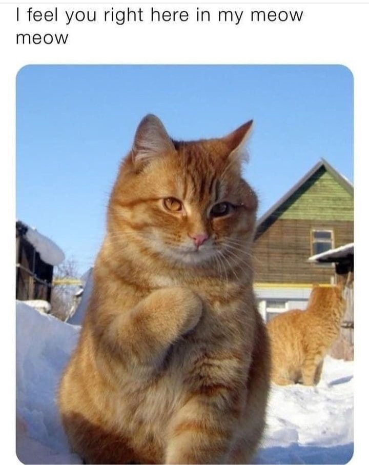 I feel you right here in my meow meow
