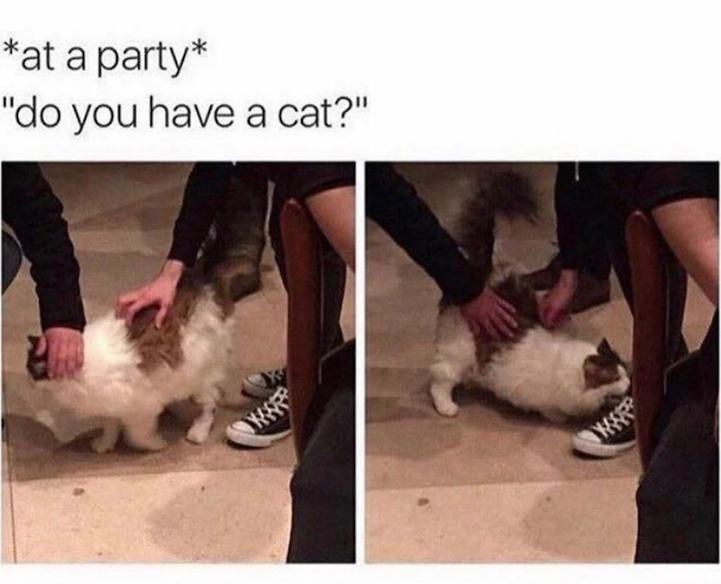 *at a party* "do you have a cat?"