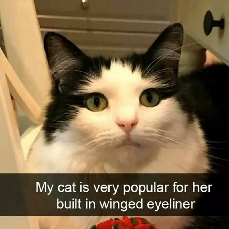 My cat is very popular for her built in winged eyeliner