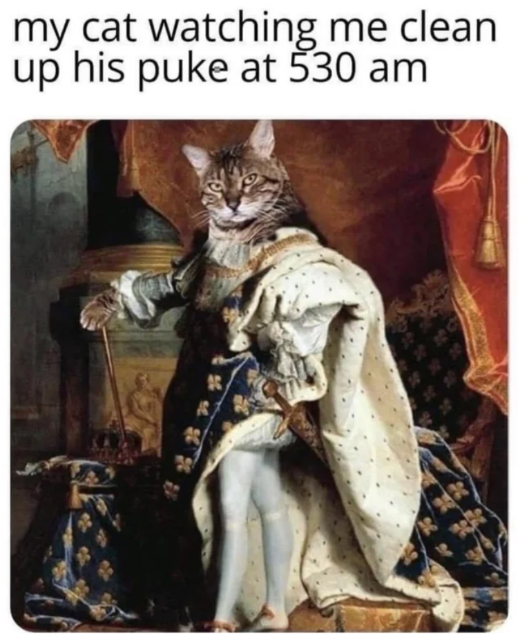my cat watching me clean up his puke at 530 am