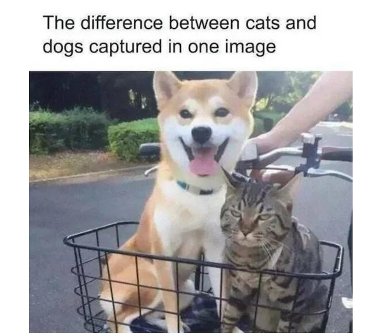 The difference between cats and dogs captured in one image