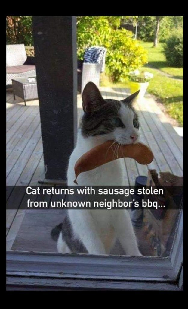Cat returns with sausage stolen from unknown neighbor's bbq...