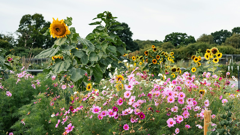 A variety of flowers in bloom in a garden.