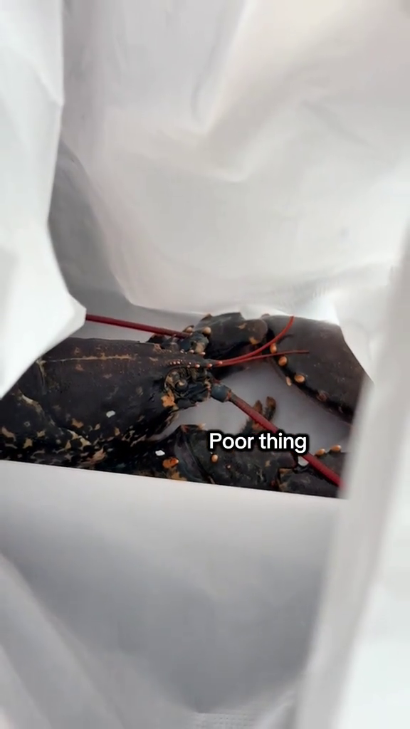 Poor thing