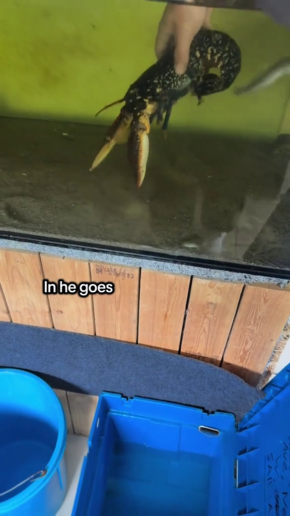 In he goes
