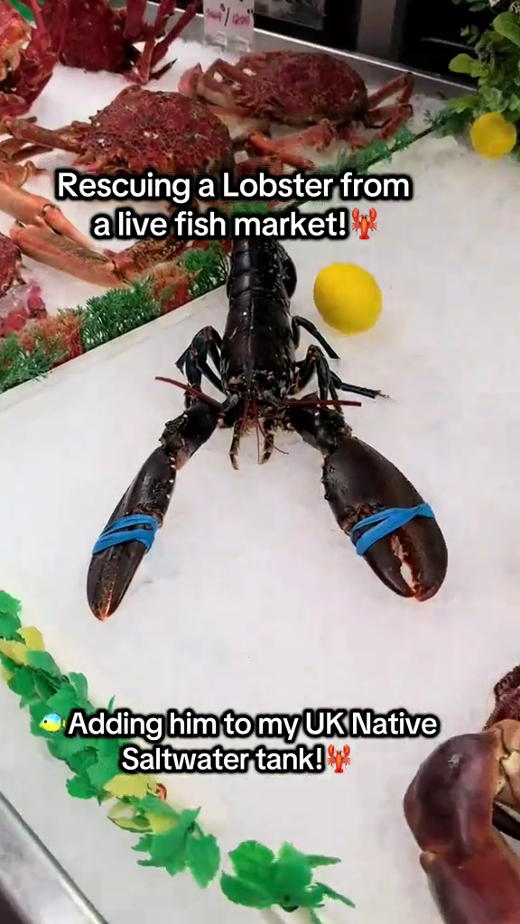 Rescuing a Lobster from a live fish market! Adding him to my UK Native Saltwater tank!