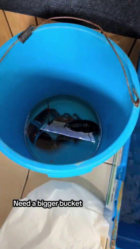 Need a bigger bucket