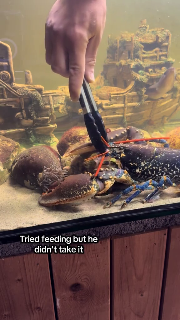Tried feeding but he didn't take it