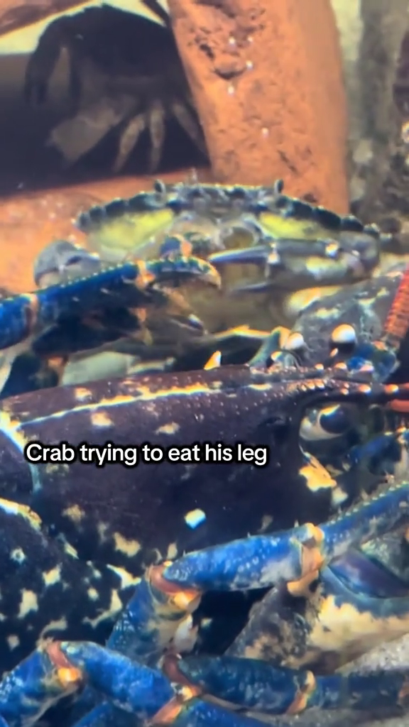 Crab trying to eat his leg