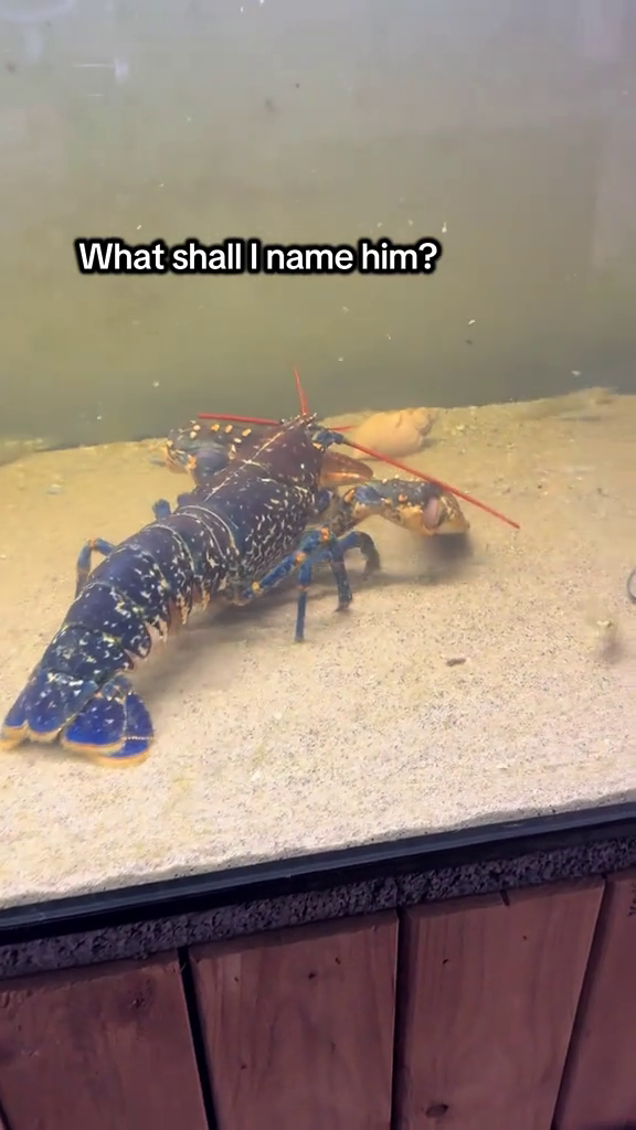What shall I name him?