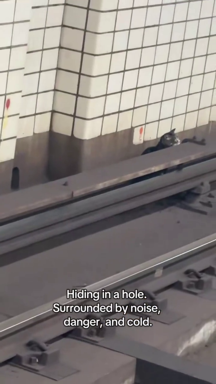 Hiding in a hole. Surrounded by noise, danger, and cold.