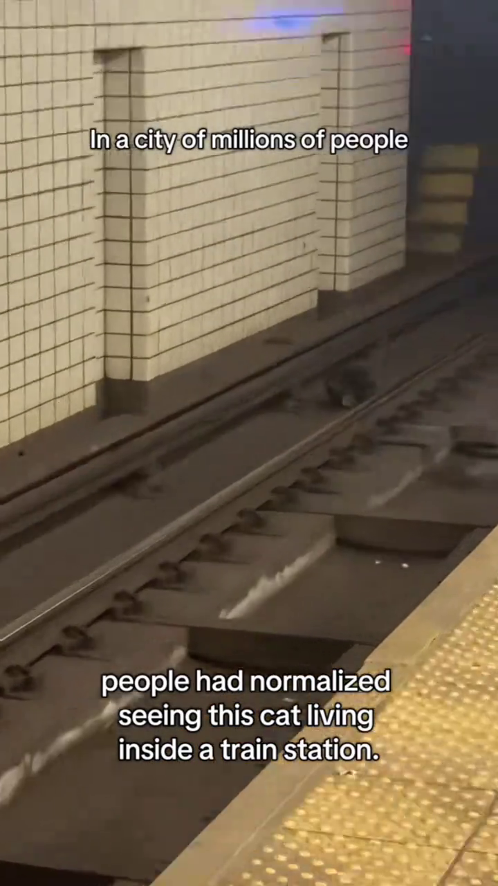 In a city of millions of people 2727 people had normalized seeing this cat living inside a train station.