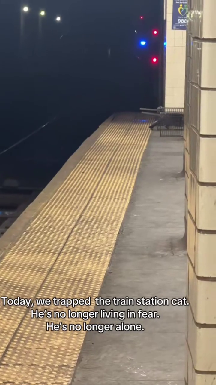 988 Today, we trapped the train station cat. He's no longer living in fear. He's no longer alone.