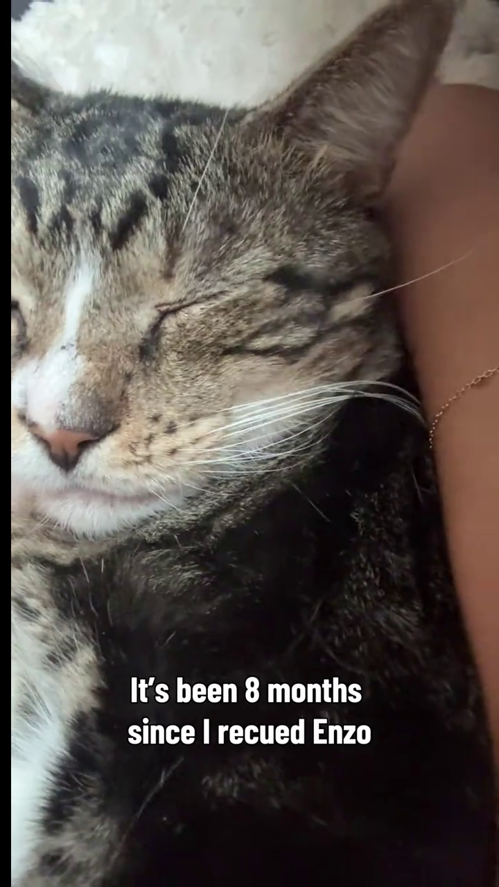 It's been 8 months since I recued Enzo